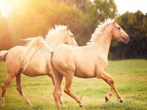 Mơ thấy con ngựa có điềm báo gì và đánh con số nào trúng?