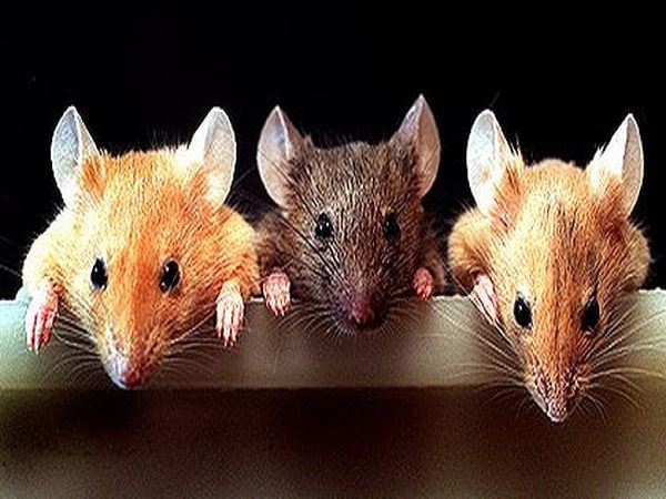 Mơ thấy chuột có điềm báo gì và đánh lô số nào trúng?