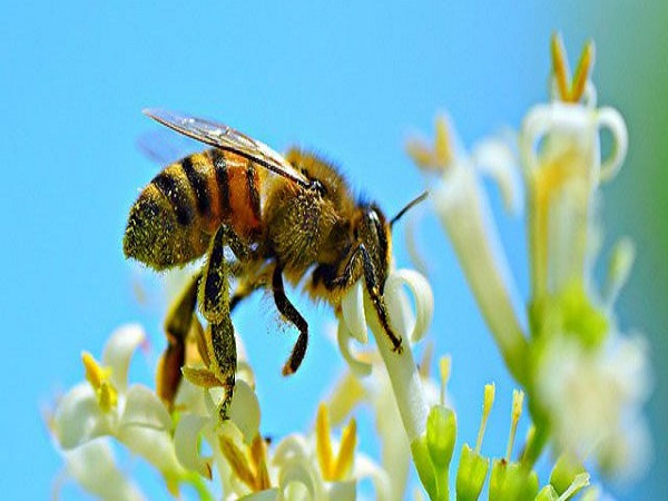 Mơ thấy con ong có điềm báo gì và chọn số nào?