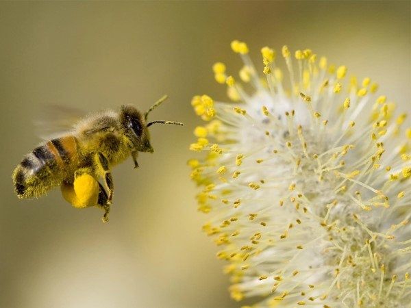 Con ong số mấy? Khám phá ý nghĩa giấc mơ thấy ong may hay xui?