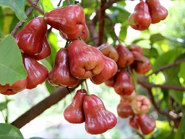 Chiêm bao thấy quả roi có ý nghĩa gì tốt hay xấu?