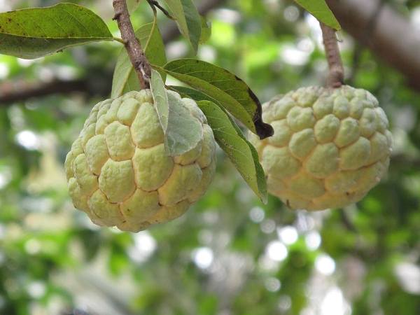 Giải mã bí ân giấc mơ thấy quả na