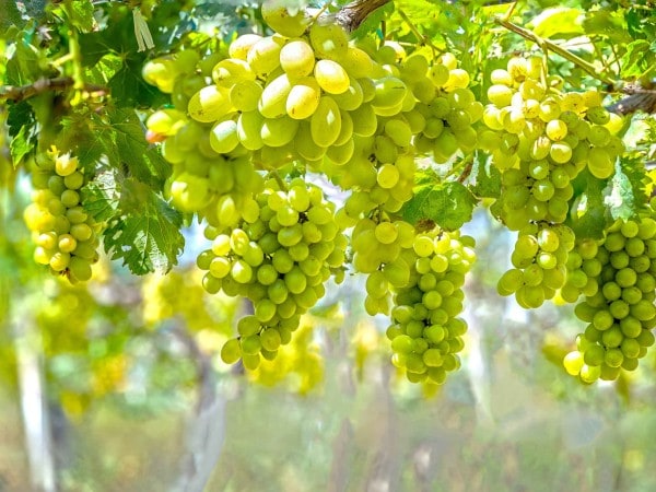 Mơ thấy quả nho xanh
