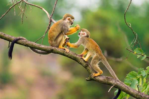 Chọn con số tài lộc tuổi Nhâm Thân 23/7/2025 là số sao?