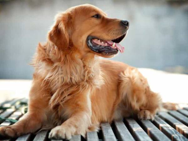 Mơ thấy chó vàng cắn người khác