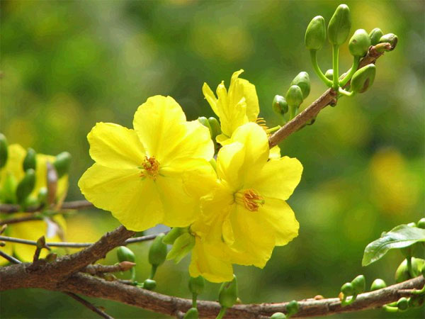 Mơ thấy hoa mai báo điềm gì, sắp đổi đời thật sao?