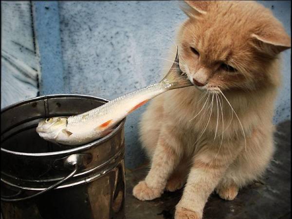 Ngủ mê thấy mèo nhà mình ăn cá