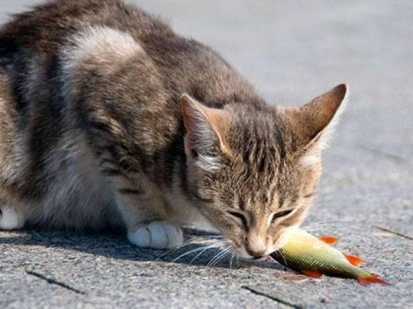 Mơ thấy mèo ăn cá còn sống
