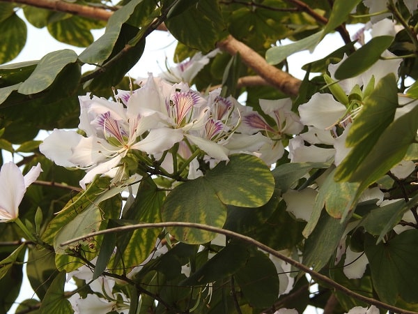 Chiêm bao thấy tặng hoa ban cho người khác