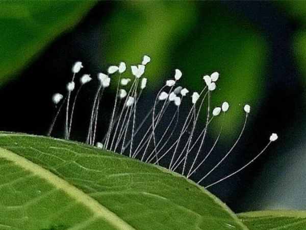 Giải mã bí ẩn từ giấc mơ thấy hoa ưu đàm linh thiêng