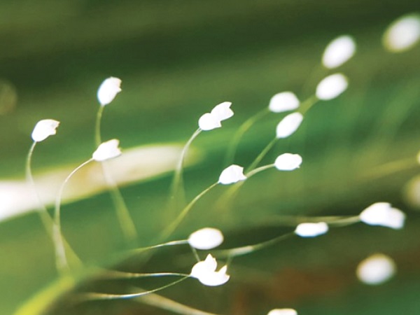 Mộng thấy hoa ưu đàm héo tàn