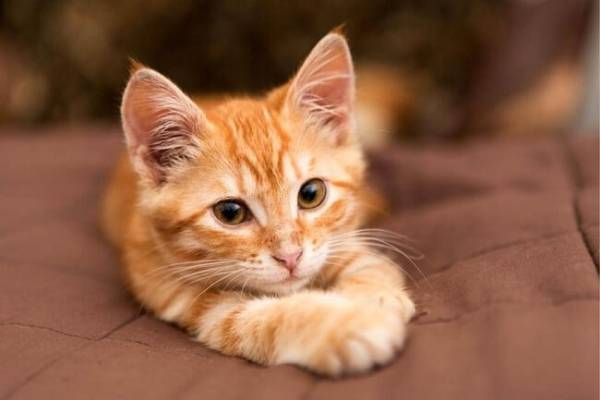Tổng quan vận trình tử vi tuổi Mão 27/9/2025