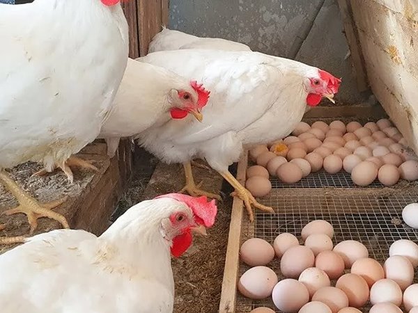 Nằm mơ thấy gà đẻ trứng là điềm gì, dữ hay lành?