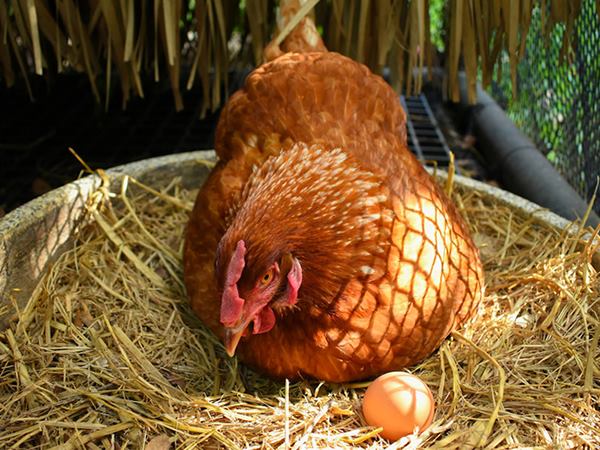 Nằm mơ thấy gà đẻ trứng là điềm gì, dữ hay lành?
