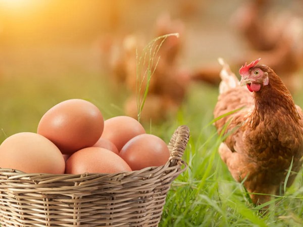 Nằm mơ thấy gà đẻ trứng là điềm gì, dữ hay lành?