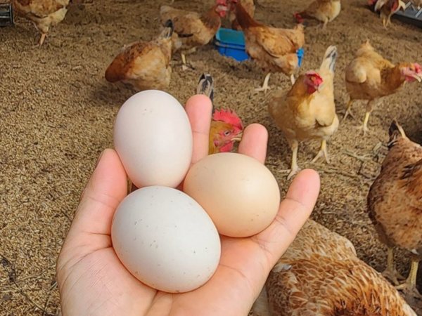 Nằm mơ thấy trứng gà có điềm gì, báo điềm tốt hay xấu?