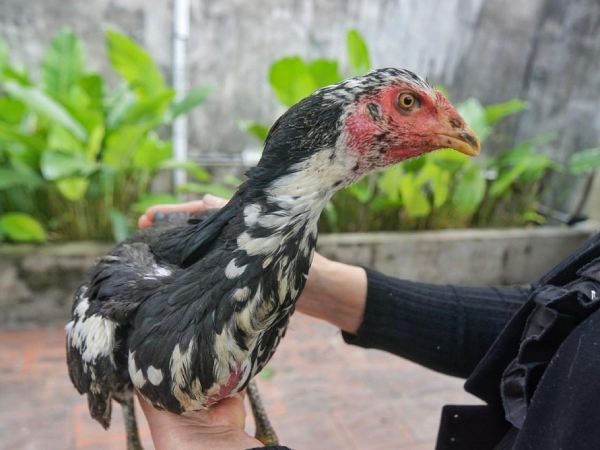 Giải mã giấc mơ thấy bắt gà theo góc nhìn tâm lý học