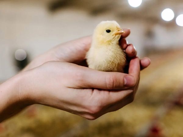 Nằm mơ thấy bắt gà con