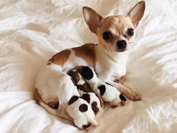 Nằm mơ thấy chó đẻ là điềm gì?