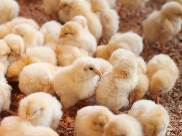 Nằm mơ thấy gà con lông vàng