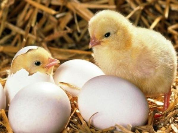 Mơ thấy gà con mới nở