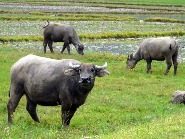 Nằm mơ thấy trâu đánh số gì may mắn phát tài