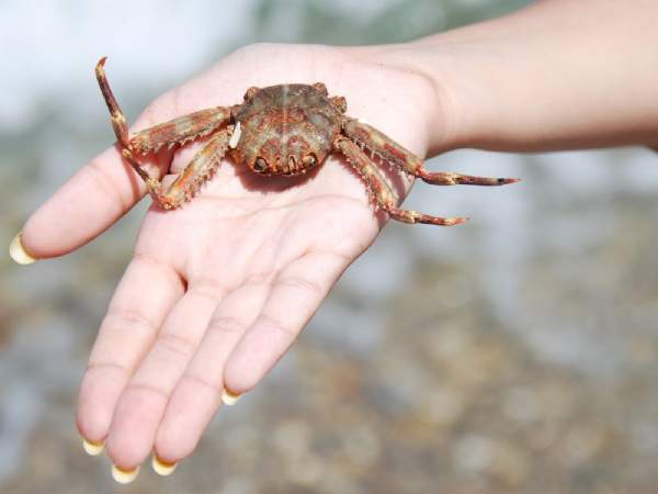 Mộng thấy người khác bắt cua cho mình