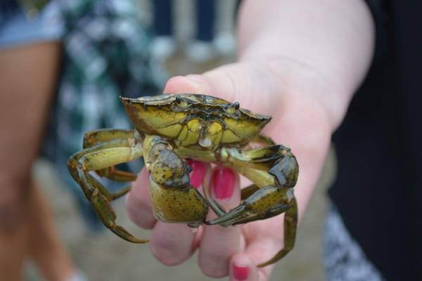 Nằm mơ thấy bắt cua là điềm gì mà ai cũng muốn hiểu rõ?