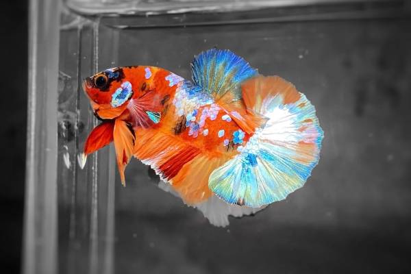 Nằm mơ thấy cá cảnh màu sắc rực rỡ