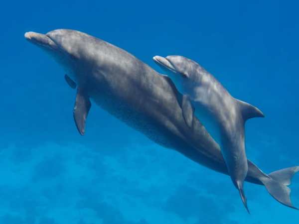 Phân tích ý nghĩa giấc mộng thấy cá heo dưới góc nhìn tâm lý học