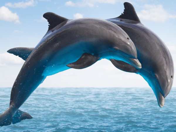 Nằm mơ thấy cá heo là điềm gì? Xui hay hên?