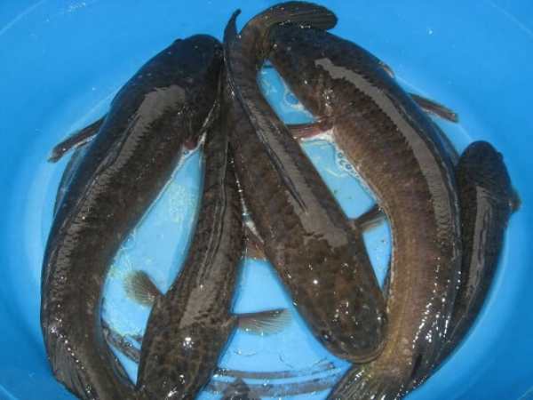 Giải mã ý nghĩa giấc mơ thấy cá lóc đen là điềm gì?