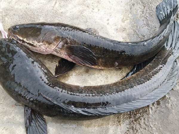 Phương pháp hóa giải vận rủi khi nằm mộng thấy cá lóc đen