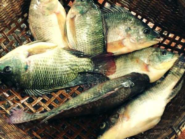 Giấc mơ thấy cá rô phi là điềm báo hung hay cát?