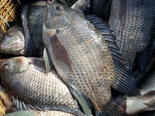 Luận giải giấc mộng thấy cá rô phi theo phong thủy