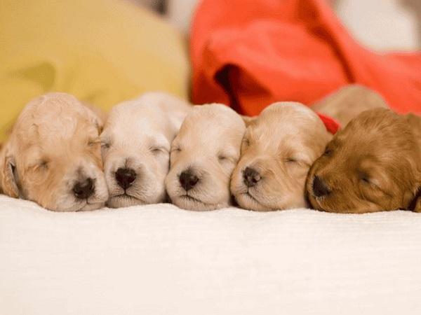 Nằm mơ thấy đàn chó là điềm gì?