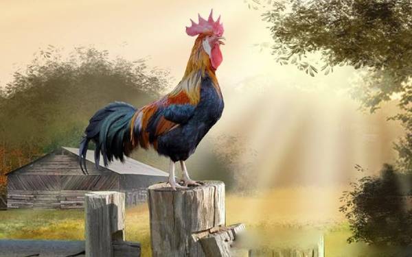 Chiêm bao thấy gà trống đuổi theo mình