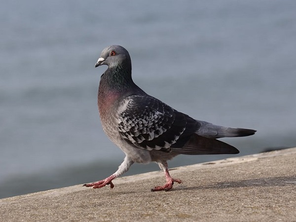 Mơ thấy chim bồ câu là điềm gì, chọn ngay con gì số mấy?