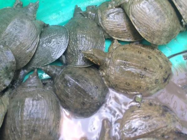 Chiêm bao thấy con ba ba bò lên bờ