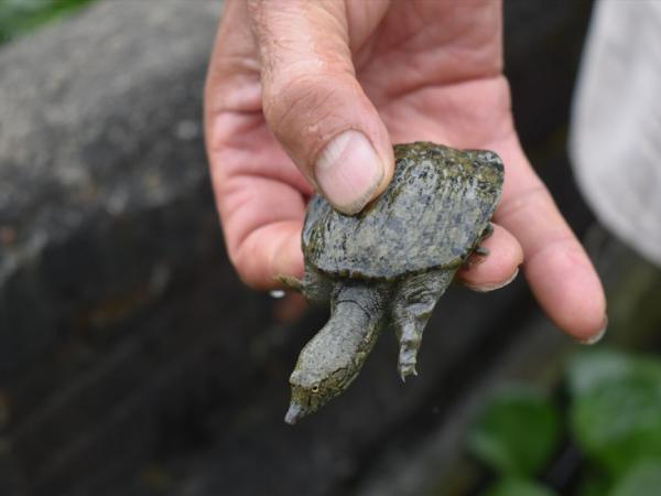 Giải mã ý nghĩa giấc mơ thấy con ba ba là điềm gì?