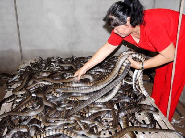 Chiêm bao thấy đàn rắn chết