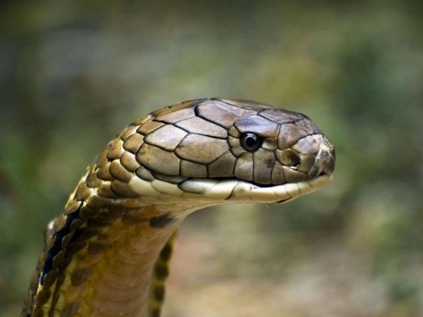 Nằm mơ thấy rắn hổ mang cắn có số gì tài lộc có điềm gì Nằm mơ thấy rắn hổ mang cắn có số gì tài lộc có điềm gì