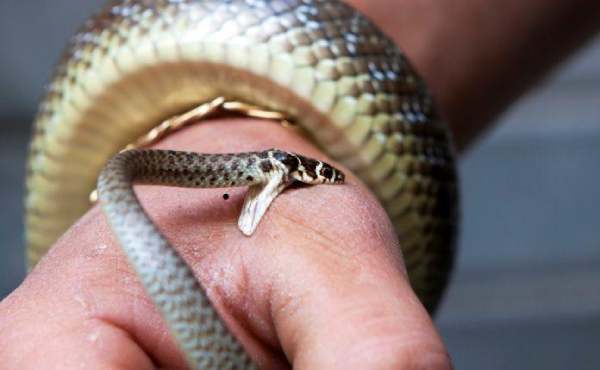 Nằm mơ thấy rắn cắn tay điềm báo gì? Lộc tới hay vận xui?