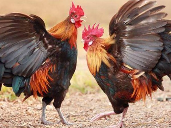 Gà trống số mấy? Giải mã nằm mơ thấy gà trống là điềm gì?