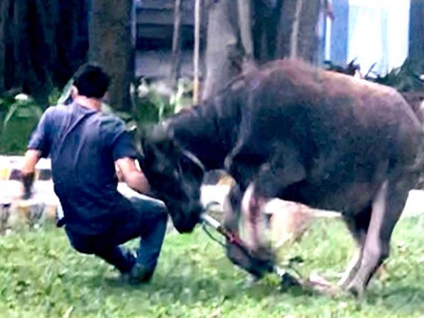 Mộng thấy trâu vàng húc người