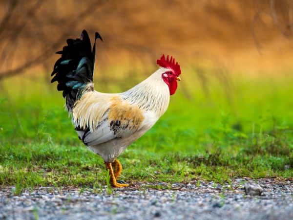 Vận trình tử vi ngày 30/3 tuổi Tân Dậu 1981 Vận trình tử vi ngày 30/3 tuổi Tân Dậu 1981