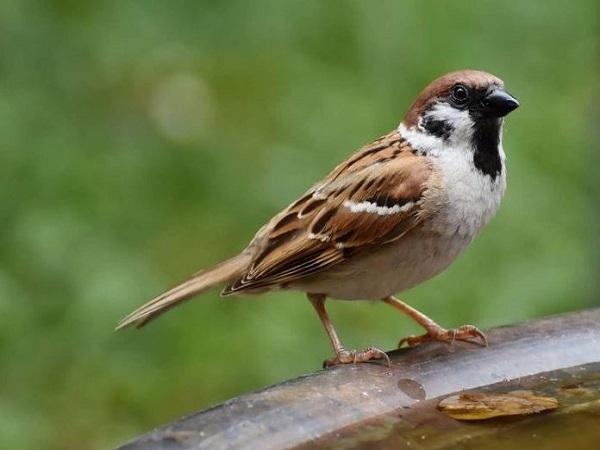 Ý nghĩa hình ảnh chim nhỏ trong đời sống