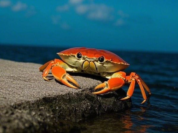 Con cua số mấy theo góc nhìn phong thủy ngũ hành