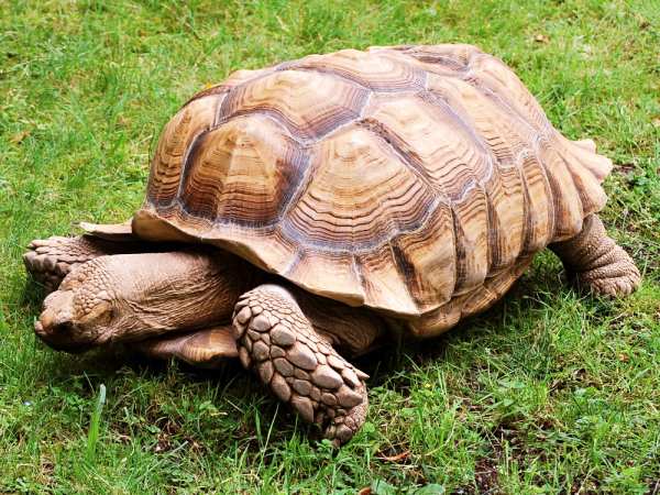 Giải mã con rùa số mấy, con rùa số gì siêu chính xác?