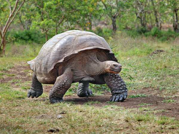 Phân tích ý nghĩa con rùa trong quan niệm dân gian
